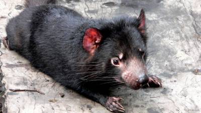 Тасманские дьяволы стали реже подвергаться онкологическим заболеваниям