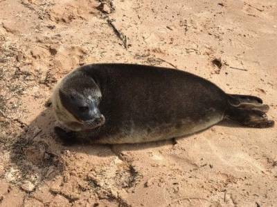 Экокатастрофа в Каспийском море: на берегу в Дагестане нашли 270 мертвых тюленей