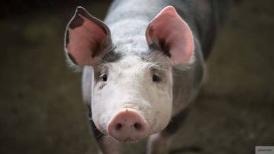 Политик Лисовский выступил против употребления "искусственного" мяса