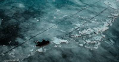 В Чернигове подростки сбросили собаку с моста на лед