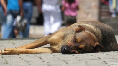 Нерадивый хозяин оставил умирать старую собаку в мусорном баке в Москве