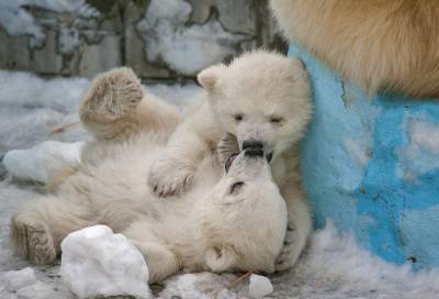 Два белых медвежонка из Новосибирска отметили день рождения