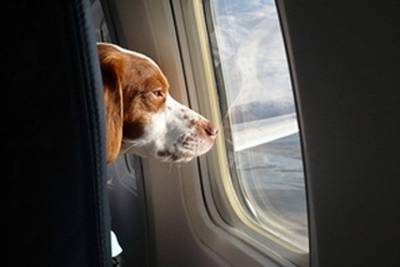 В США запретят брать животных в салон самолета для «моральной поддержки»