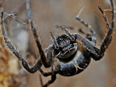 В Ростовской области резко выросла численность ядовитых пауков и змей