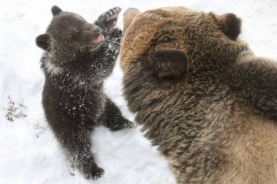 Хабаровские медведи крепко спят - hab.aif.ru