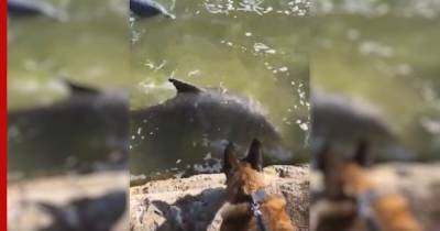 Полицейские запечатлели на видео дружбу собаки и дельфинов