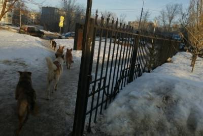 Оренбуржцы просят губернатора решить проблему с бродячими псами