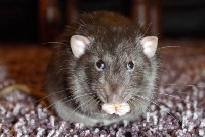 Из-за пандемии резко выросла популяция крыс, устойчивых к ядам