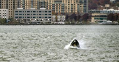 12-метровый кит выплыл прямо у Статуи Свободы в Нью-Йорке