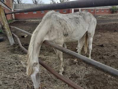 Люди без зарплаты, лошади голодают: кто виноват в уничтожении конезаводов Луганщины?