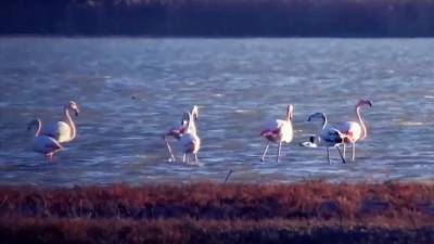 В Крым на зимний курорт впервые прилетела целая стая розовых фламинго
