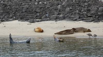 Росрыболовство нашло в Дагестане почти 300 мертвых краснокнижных тюленей