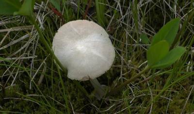 Ученые из Тобольска открыли неизвестный науке гриб