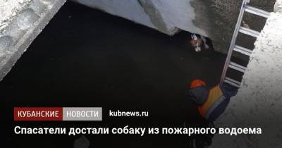 Алексей Одеров - Спасатели достали собаку из пожарного водоема - kubnews.ru - Новороссийск