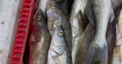 В регионе начнут консервировать рыбу, выловленную в Каспийском море