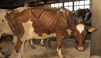 Выдвинута новая версия массовой гибели коров в Вологодском районе