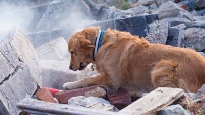 Мужчина и 30 собак сгорели в частном доме в Нижнем Новгороде