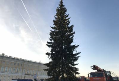 Жители Петербурга заявили, что новогодняя елка на Дворцовой больна коронавиурусом