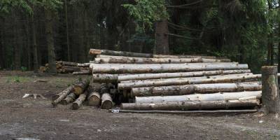 Экспорт леса-кругляка: арбитраж вынес решение по делу спора Украины с ЕС