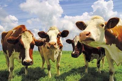 До 2035 года искусственная еда может заменить мясо и «молочку»