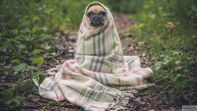 Хозяевам собак дали советы по сохранению здоровья питомцев в холода