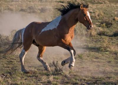Психологический тест: кто вы, лошадь ездовая или необузданный мустанг