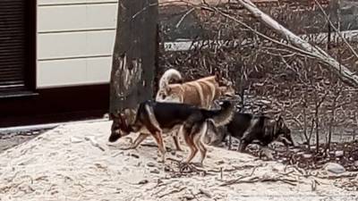 Жительница Саратова пожаловалась на стаю агрессивных собак