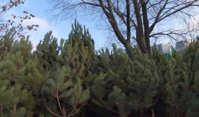 Осталась всего пара недель: названа стоимость новогодних елок в разных регионах Украины