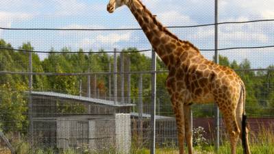 Разъяренный жираф устроил на сафари погоню за туристами