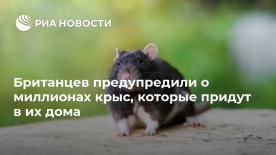 Британцев предупредили о миллионах крыс, которые придут в их дома