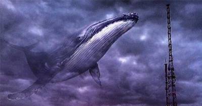 существует ли на самом деле таинственный океанский монстр - 52-герцевый кит? Немного о 52-герцевом ките