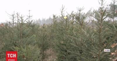 Купить елку или арендовать: сколько будут стоить новогодние деревья в этом году