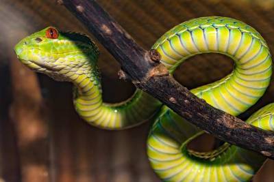 Во Вьетнаме обнаружили редких "радужных" змей