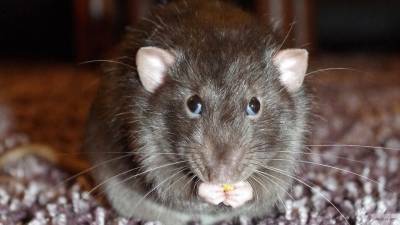 Великобритания может столкнуться с нашествием крыс после локдауна