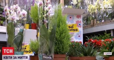 Самолет цветов из Нидерландов: в Днепре за полцены продают растения для борьбы с наркорекламой на фасадах