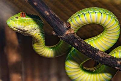 Во Вьетнаме обнаружили редких “радужных” змей