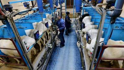 Россия разрешила ввоз молочной продукции еще четырем предприятиям Белоруссии