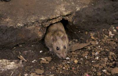 В Великобритании ждут нашествия крыс из-за локдауна