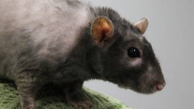 Британцам сообщили о миллионах крыс, которые проникнут в их дома