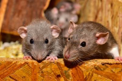 Британцев предупредили о нашествии миллионов крыс