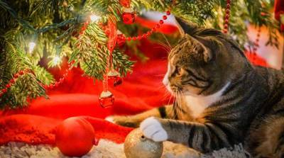 Тренируется сбрасывать елку? Кошка уморительно проверила на прочность новогодние игрушки (Видео)
