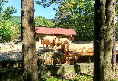 Власти Башкирии сообщили, на какой стадии находится вопрос о строительстве зоопарка