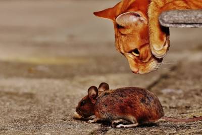 Волгоградский эксперт назвал способ избавиться от мышей в доме