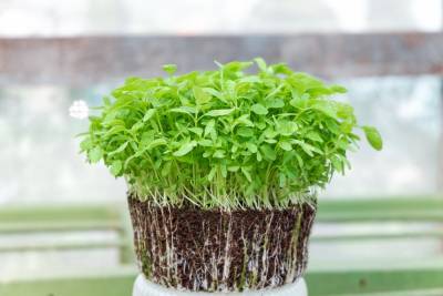 Что нужно знать о микрозелени: польза и как правильно выращивать