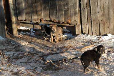 Пёс их знает, или Почему на ульяновцев нападают бездомные собаки