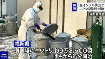 Птичий грипп зафиксирован в 10 префектурах Японии, уничтожено 2,5 миллиона кур