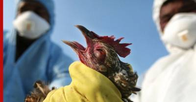 СМИ: уже в десяти префектурах Японии выявлена вспышка птичьего гриппа