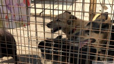 Четырех расстрелянных собак обнаружили на территории воронежского приюта