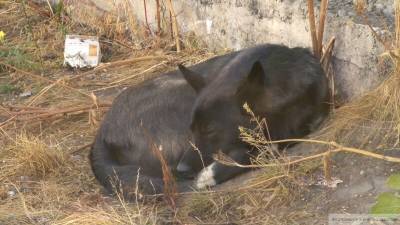 В воронежском приюте для бездомных животных расстреляли собак