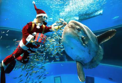 В бразильском океанариуме замечен Санта-Клаус в компании акул